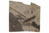 Fossil Leaf (Metasequoia) Plate - McAbee, BC #237729-1
